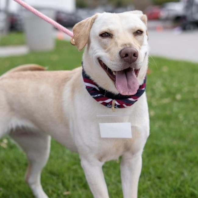 Ziany - Labrador Retriever