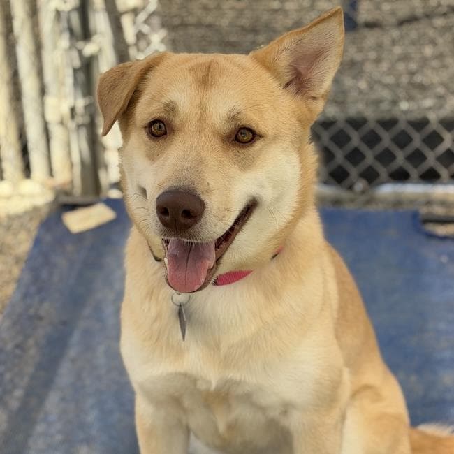 Kinsley - Labrador Retriever