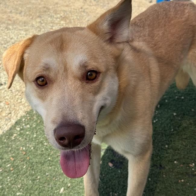 Kinsley - Labrador Retriever