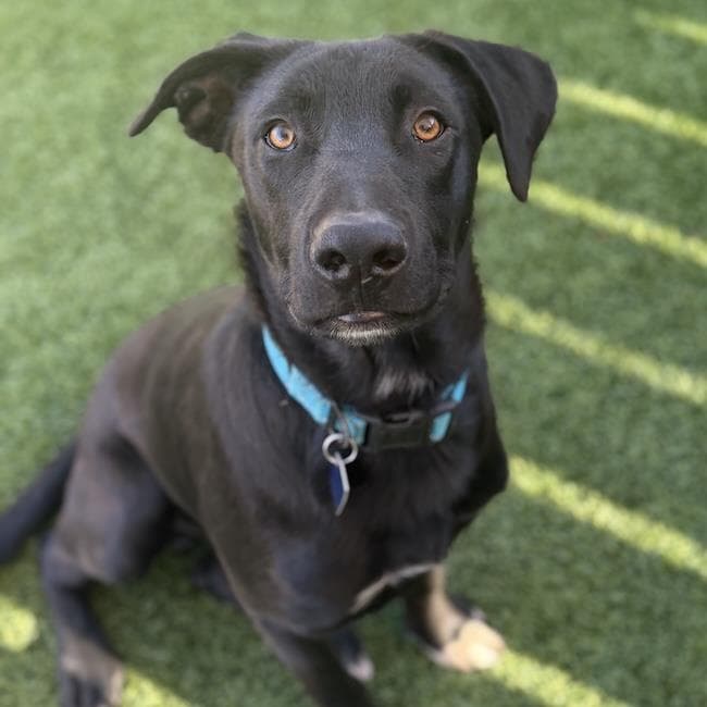 Stone - Labrador Retriever