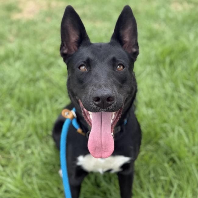 Ariel - Labrador Retriever
