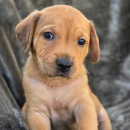 Sneaker Pup - Air Jordan image 1