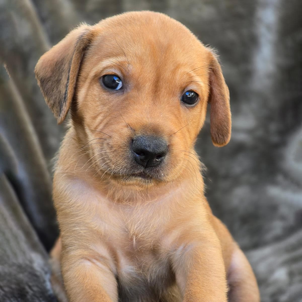Sneaker Pup - Air Jordan