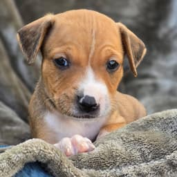 Sneaker Pup - Converse image 2