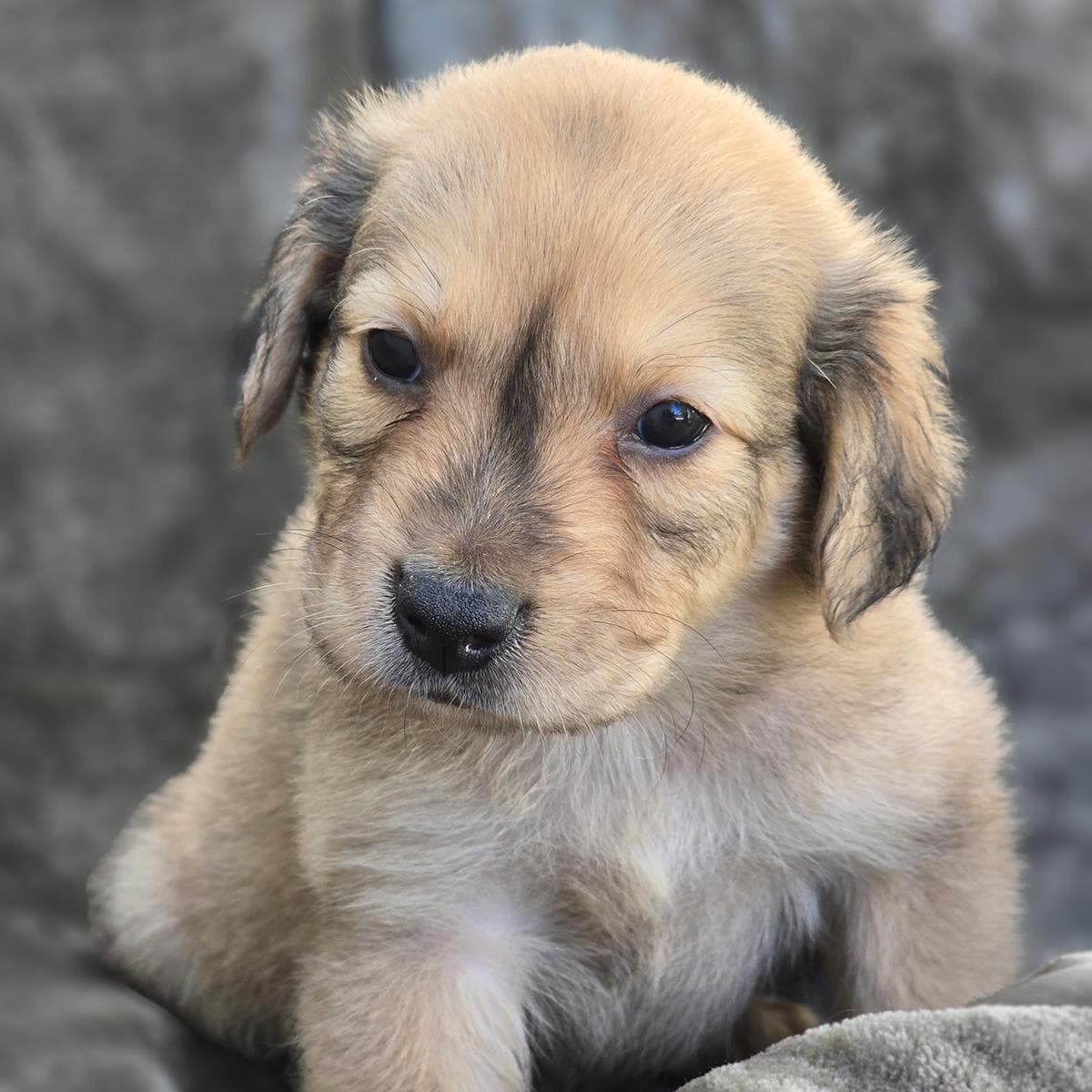 Sneaker Pup - Brooks - Shepherd