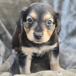 Sneaker Pup - Hoka image 1