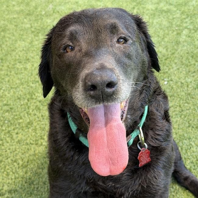 Toots - Labrador Retriever