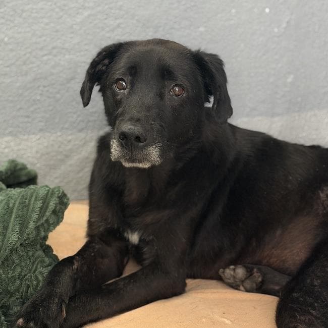 Glory - Medical - Labrador Retriever
