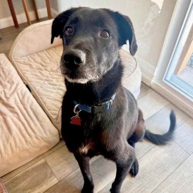 Glory - Medical - Labrador Retriever