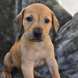 Sneaker Pup - Vans image 2