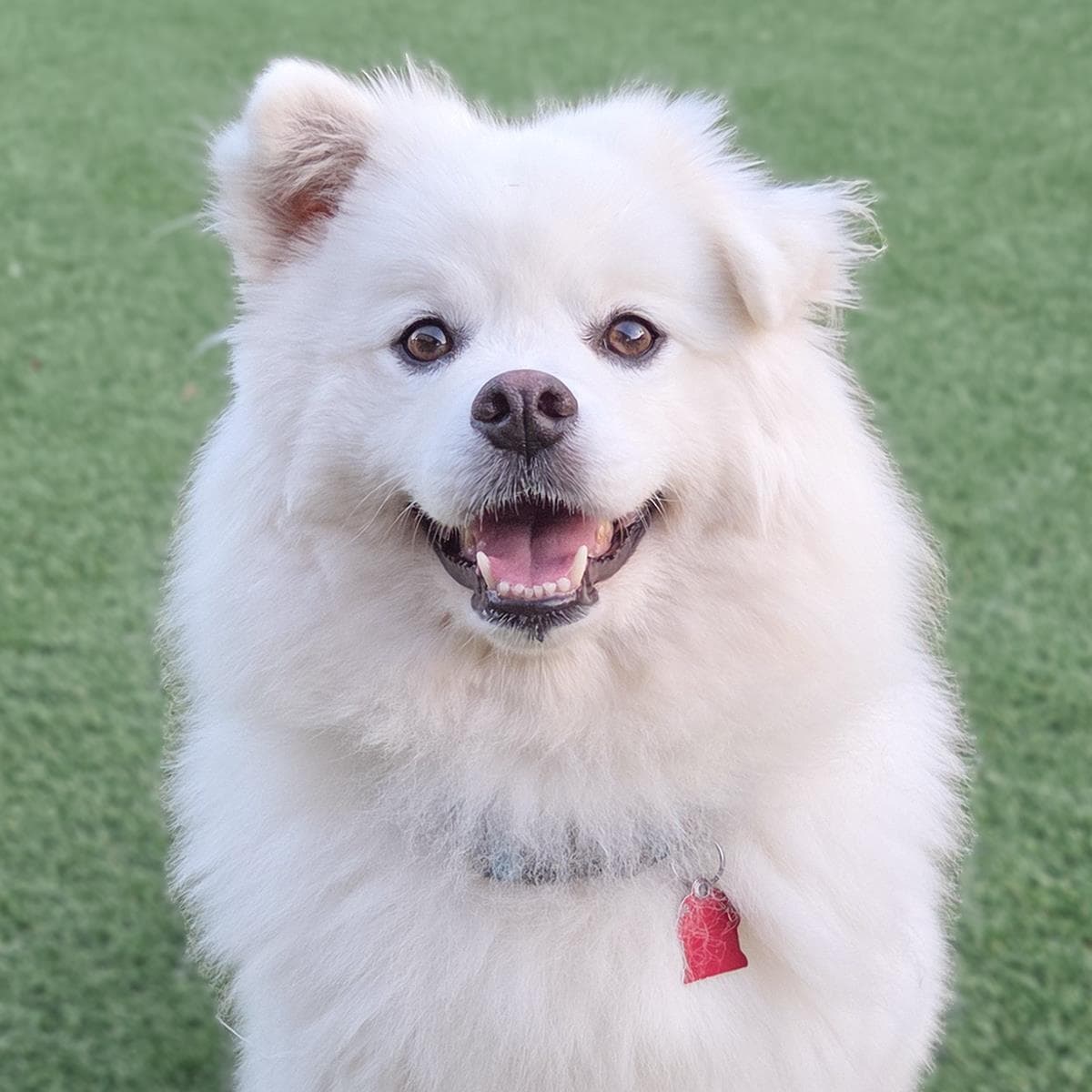 Vanna White - American Eskimo Dog