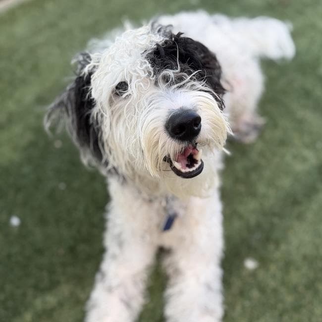 Griffin - Poodle (Miniature)