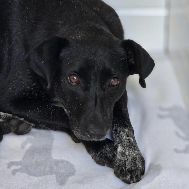 Moana - Labrador Retriever