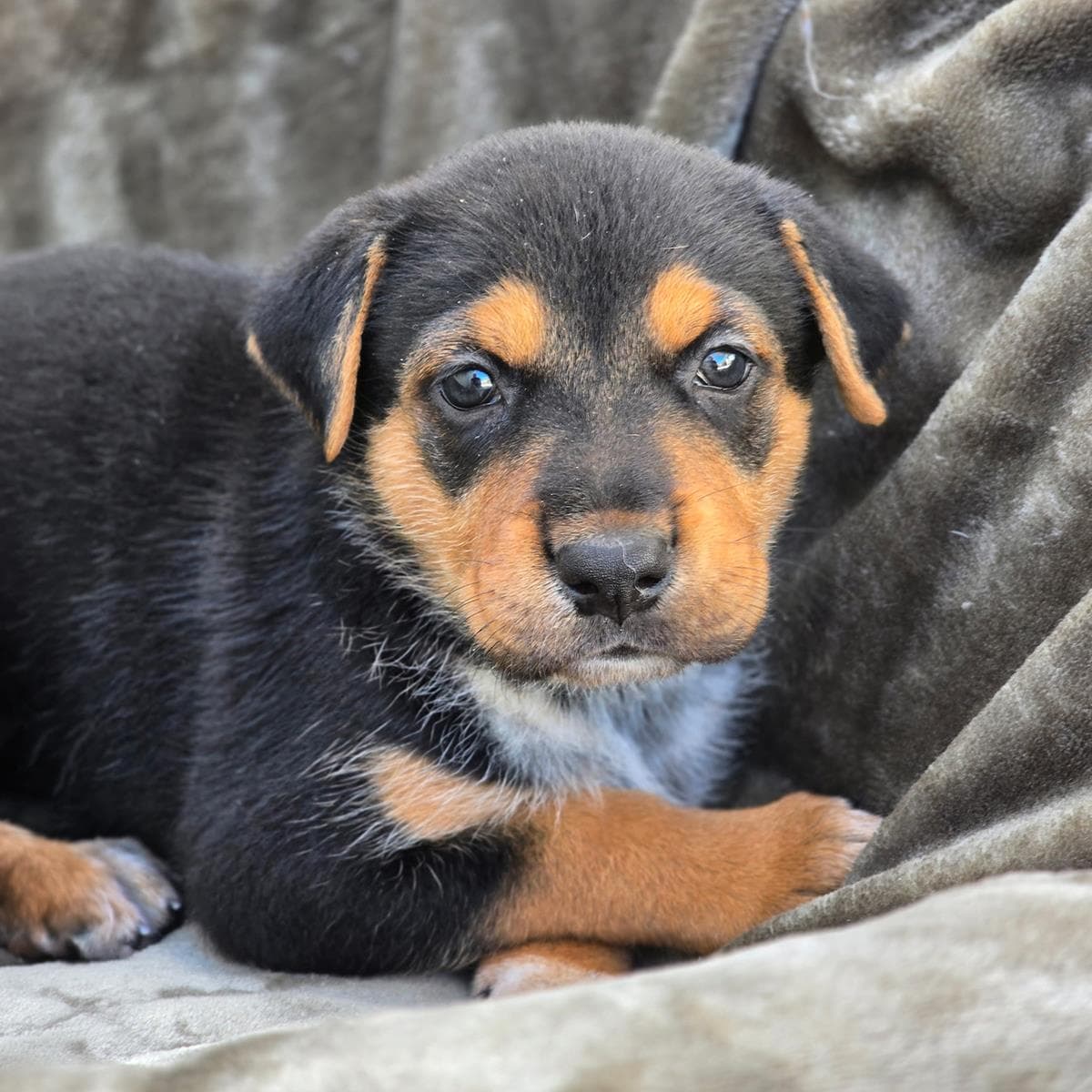 Moana Pup - Pua - Labrador Retriever