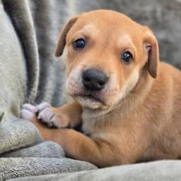 Moana Pup - Heihei image 1