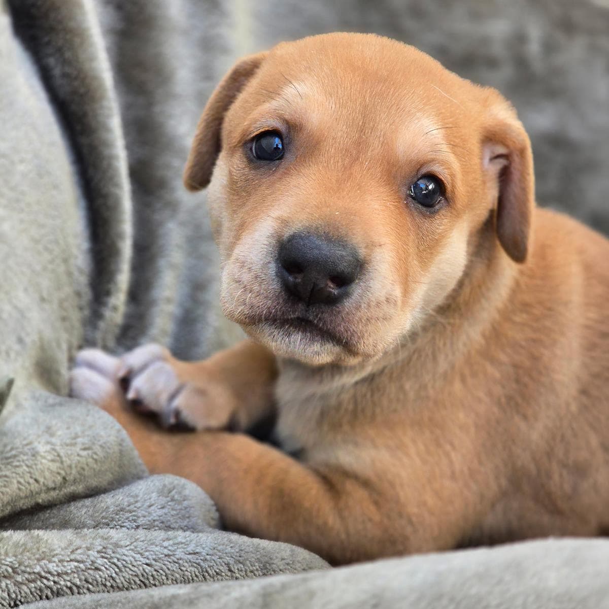 Moana Pup - Heihei - Labrador Retriever
