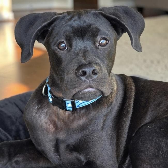 Figment - Medical - Boxer