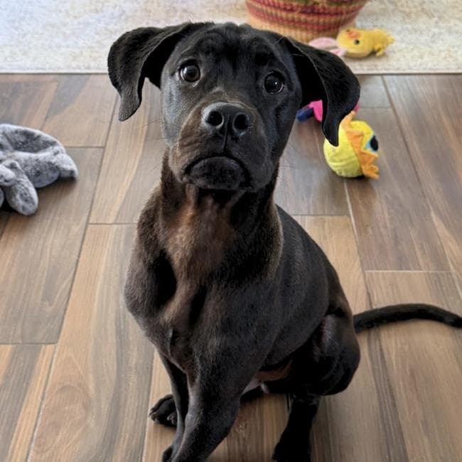 Figment - Medical - Boxer