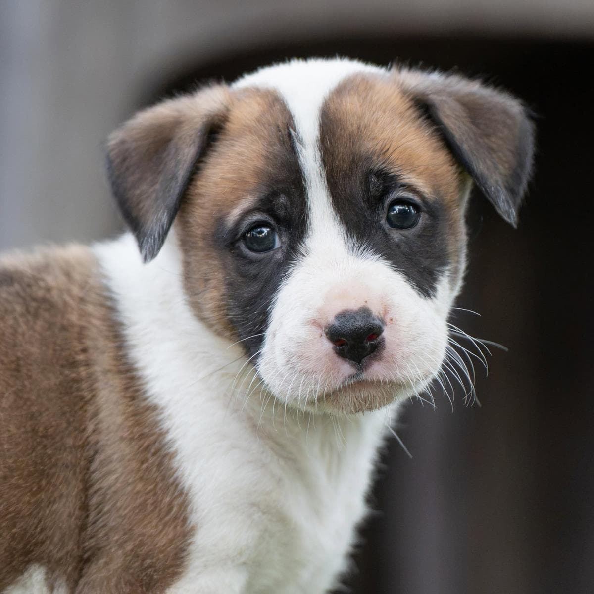 Muppet Pup - Miss Piggy - Boxer