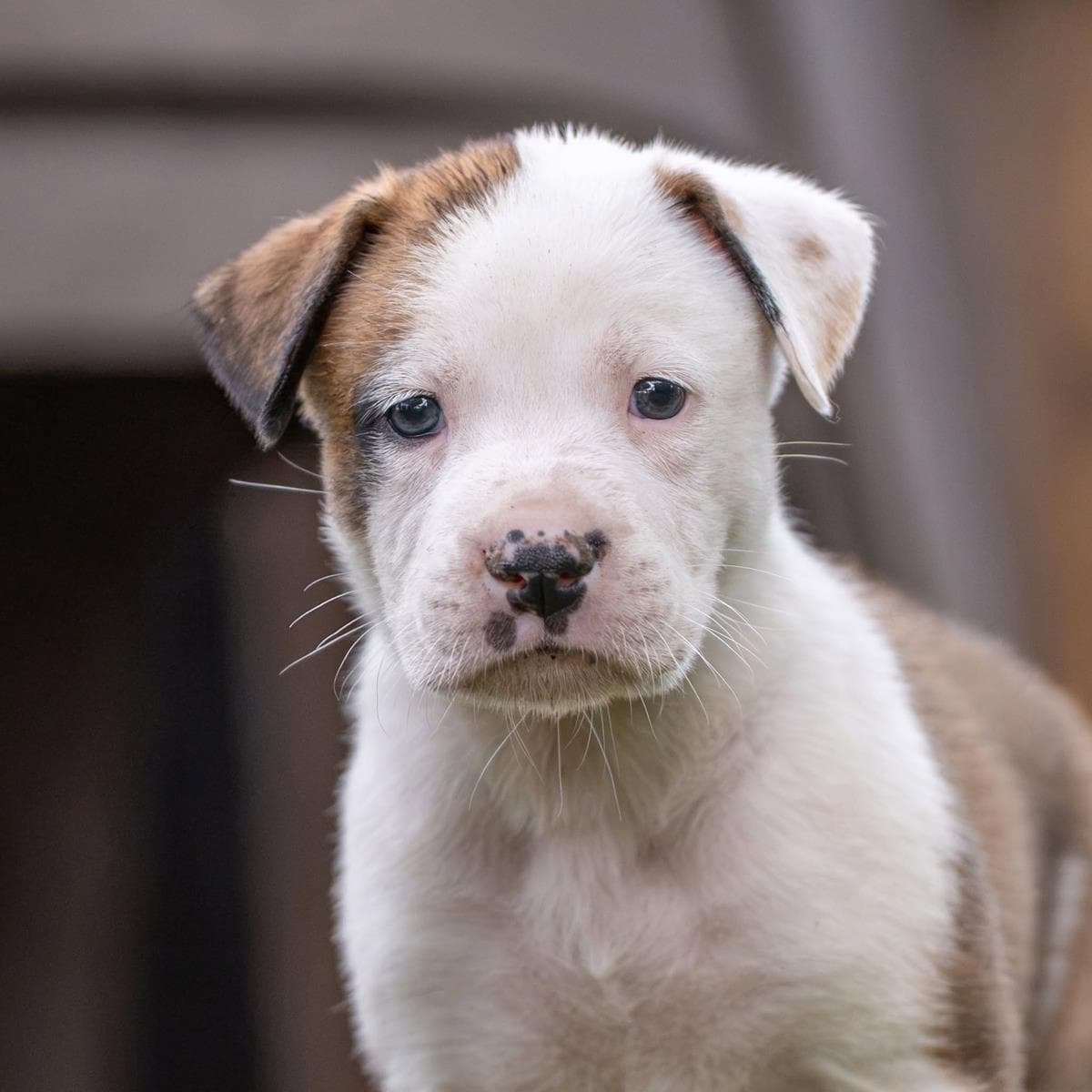 Muppet Pup - Sweetums - Adopted - Boxer