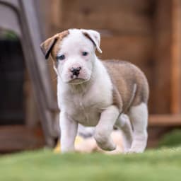 Muppet Pup - Sweetums - Adopted image 2
