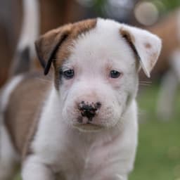 Muppet Pup - Sweetums - Adopted image 4