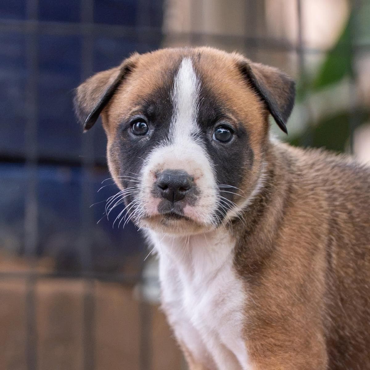 Muppet Pup - Camilla - Boxer