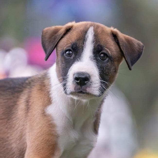 Muppet Pup - Camilla - Boxer
