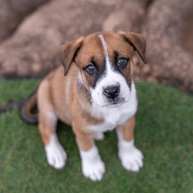 Muppet Pup - Janice - Boxer