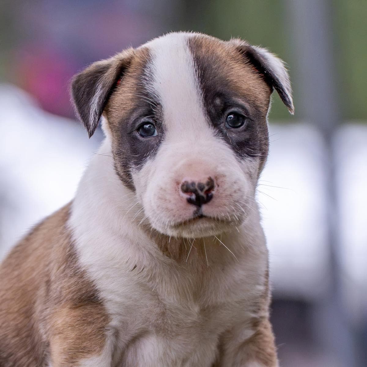 Muppet Pup - Fozzie - Boxer