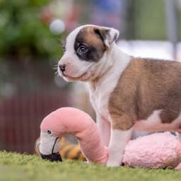 Muppet Pup - Fozzie image 4