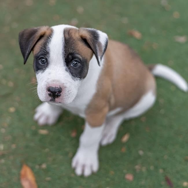 Muppet Pup - Fozzie - Boxer
