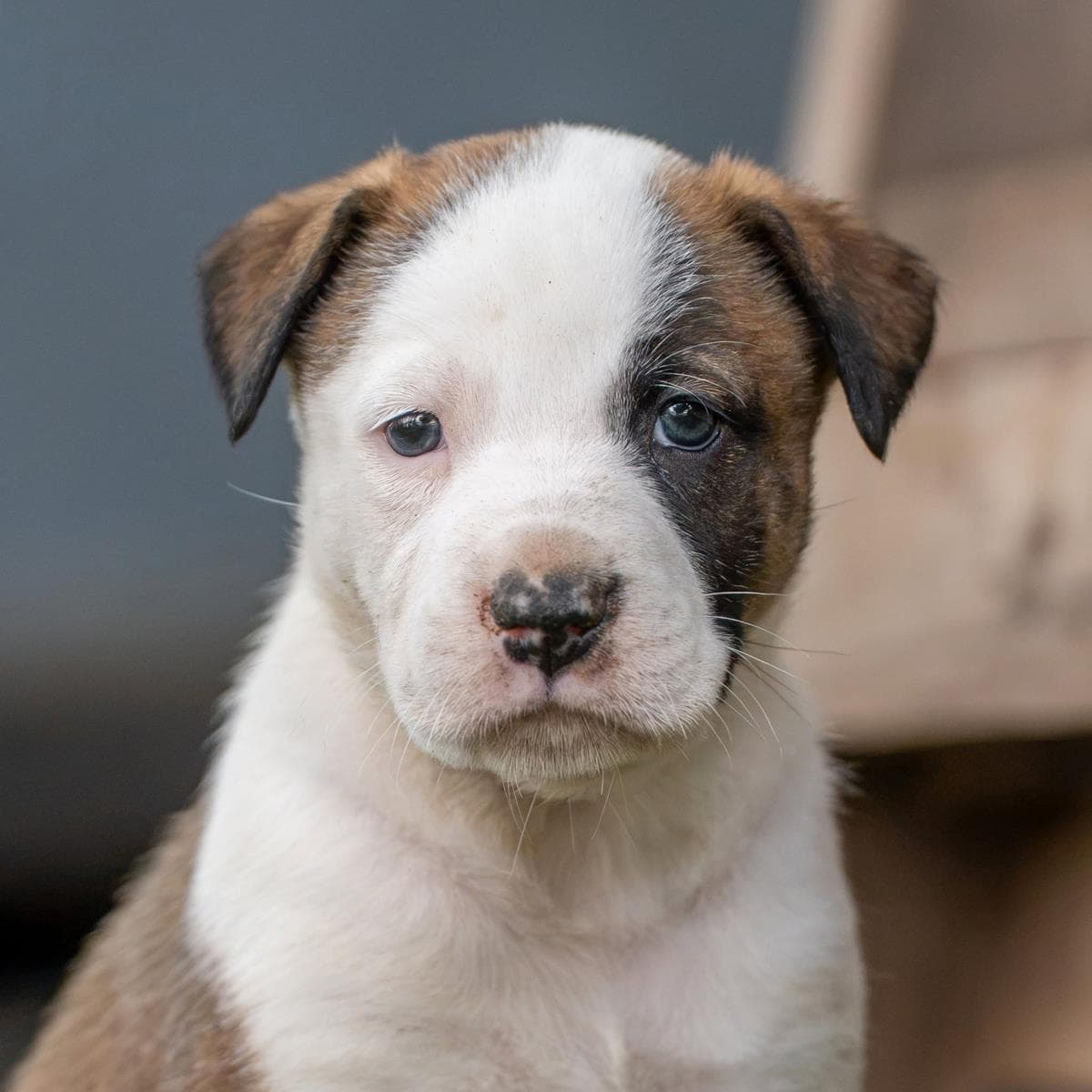 Muppet Pup - Kermit - Boxer