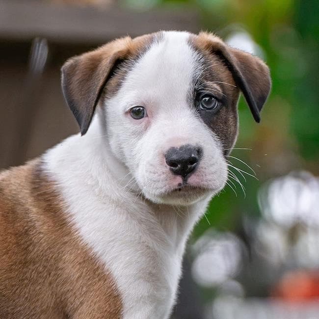Muppet Pup - Kermit - Boxer