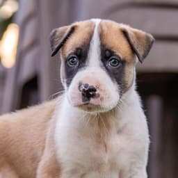 Muppet Pup - Gonzo image 1