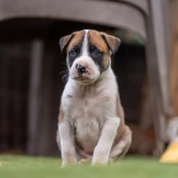 Muppet Pup - Gonzo image 2