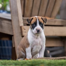 Muppet Pup - Gonzo image 4