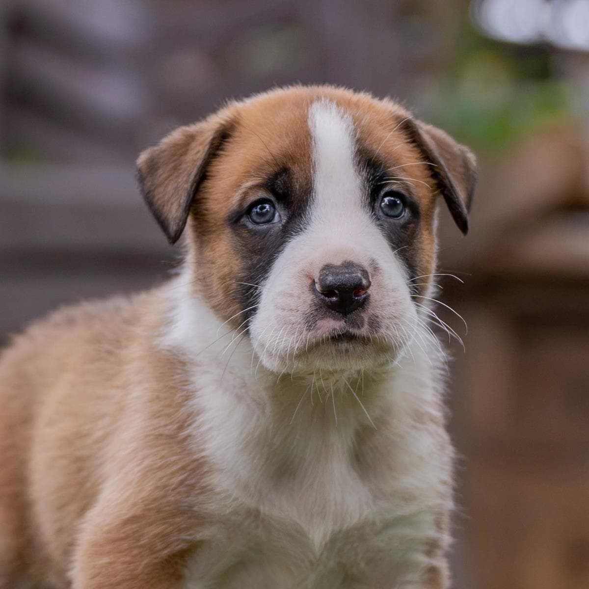 Muppet Pup - Animal - Boxer