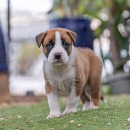 Muppet Pup - Animal image 2