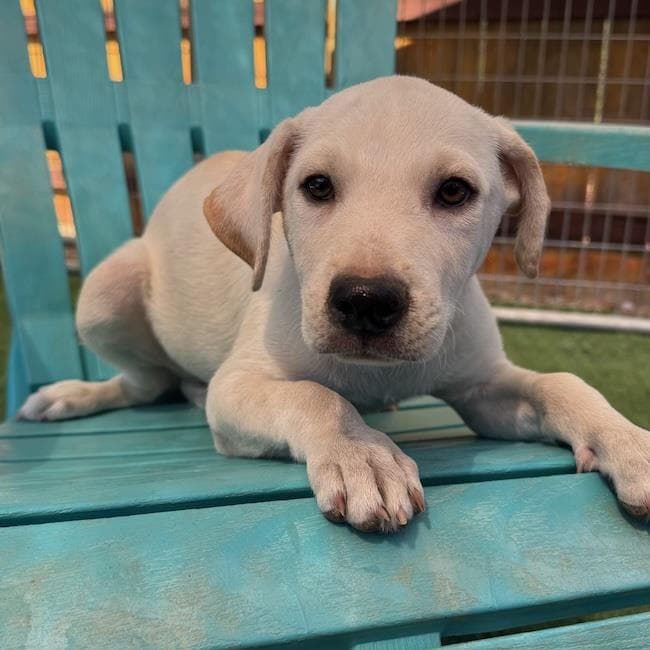 Rylee - Labrador Retriever