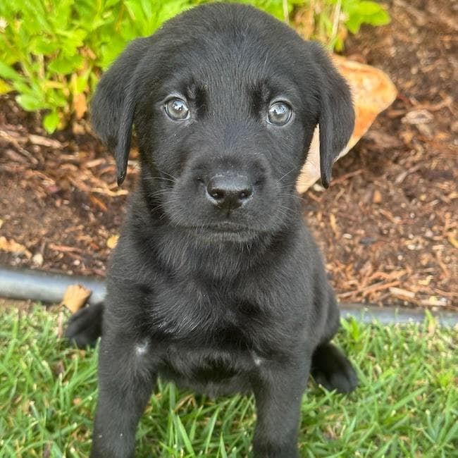 Fish Pup - Pufferfish - Labrador Retriever