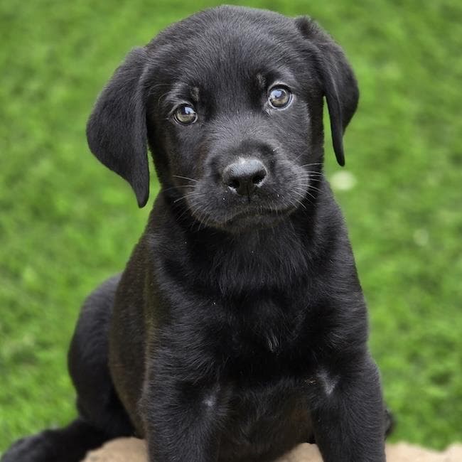 Fish Pup - Pufferfish - Labrador Retriever
