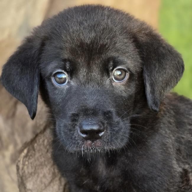 Fish Pup Clownfish - Labrador Retriever