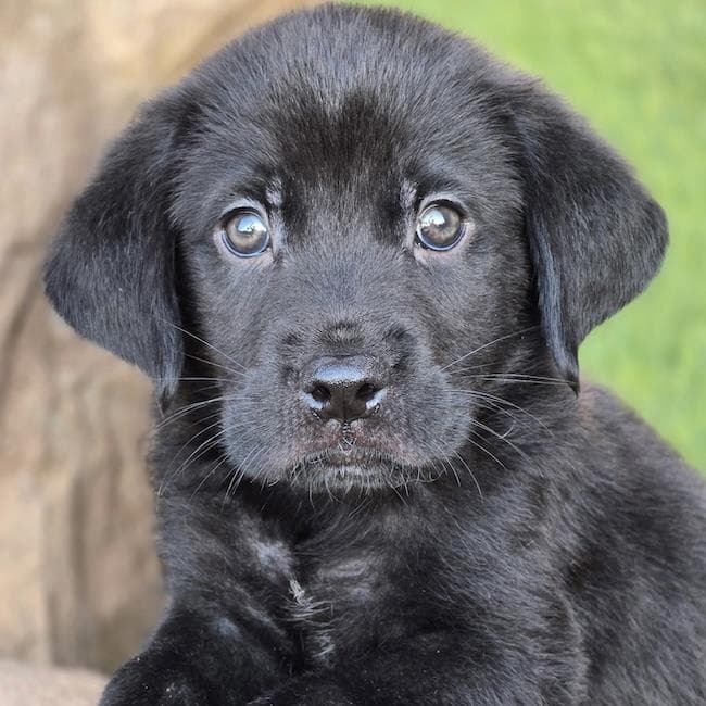 Fish Pup - Blowfish - Labrador Retriever