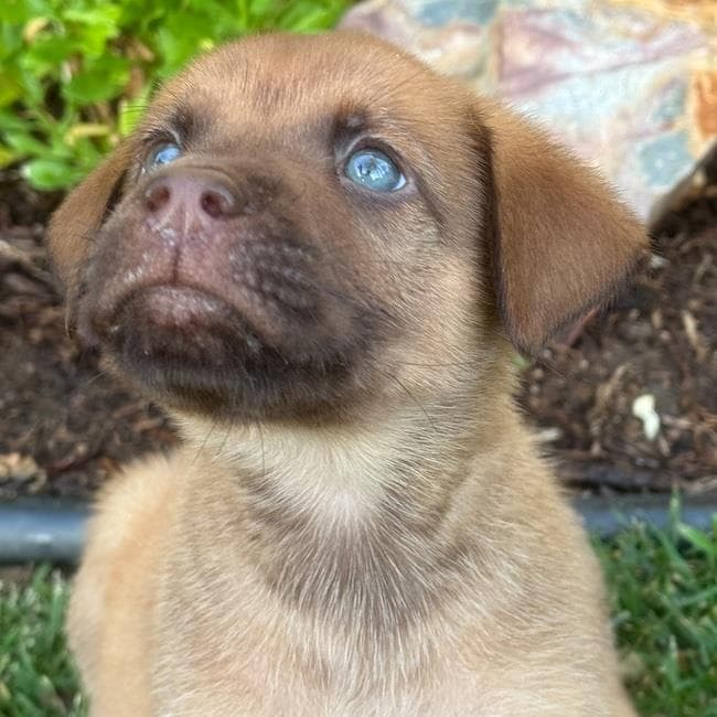 Fish Pup - Sandfish - Labrador Retriever