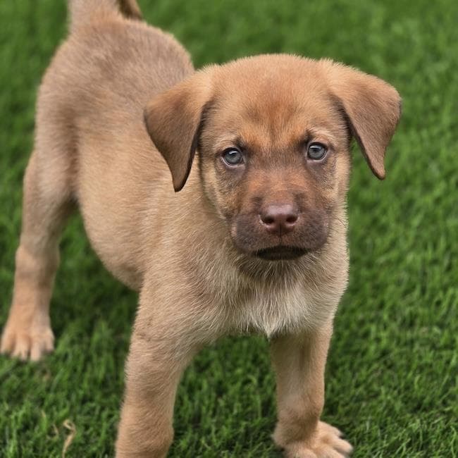 Fish Pup - Sandfish - Labrador Retriever