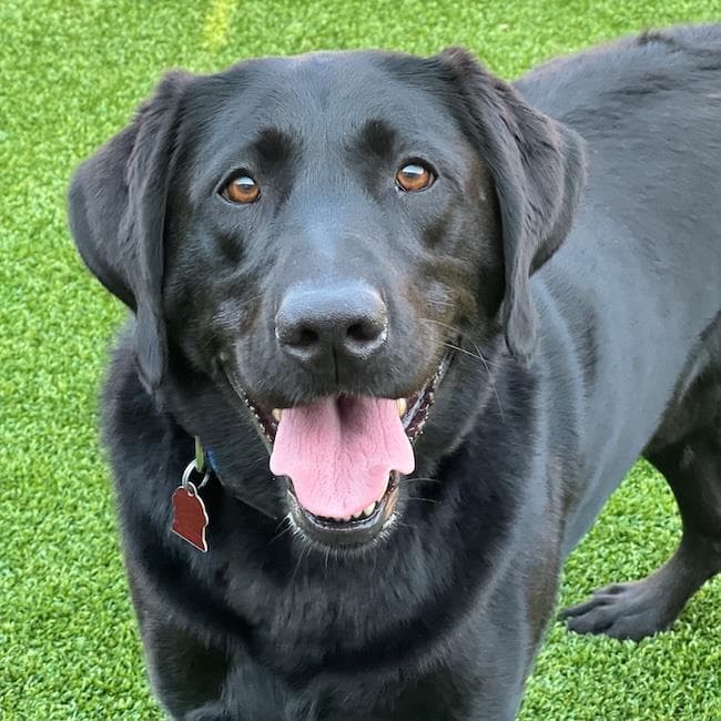 Jacks - Labrador Retriever