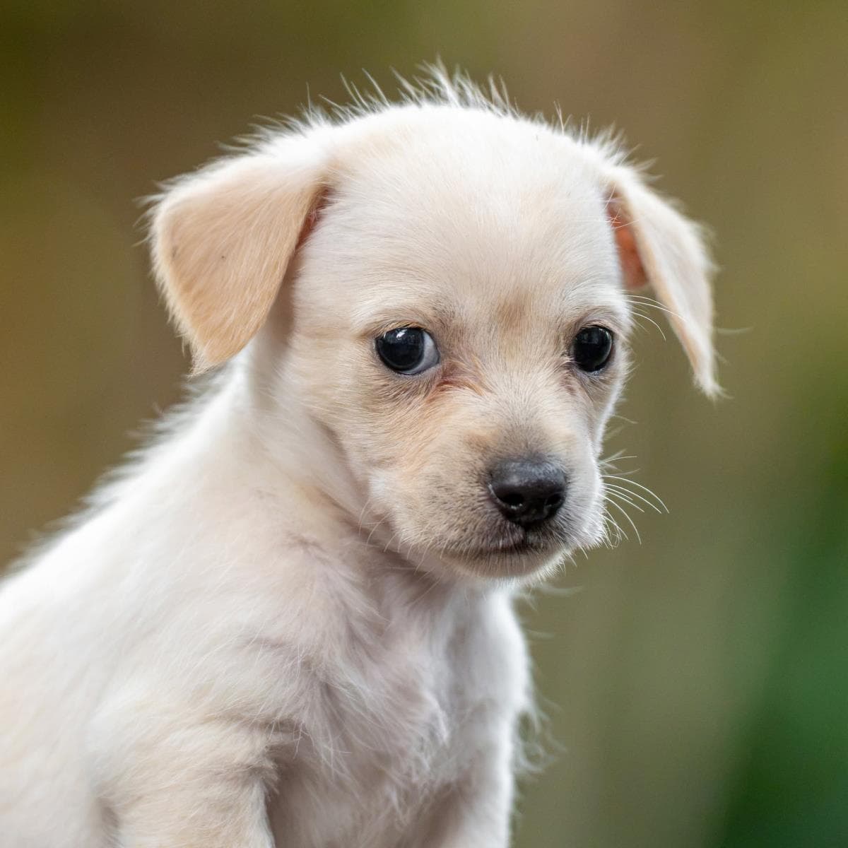 Noodle Pup - Ravioli - Wirehaired Fox Terrier