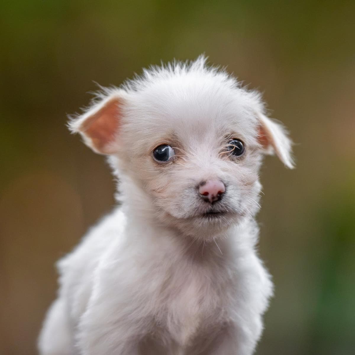 Noodle Pup - Tortellini - Wirehaired Fox Terrier