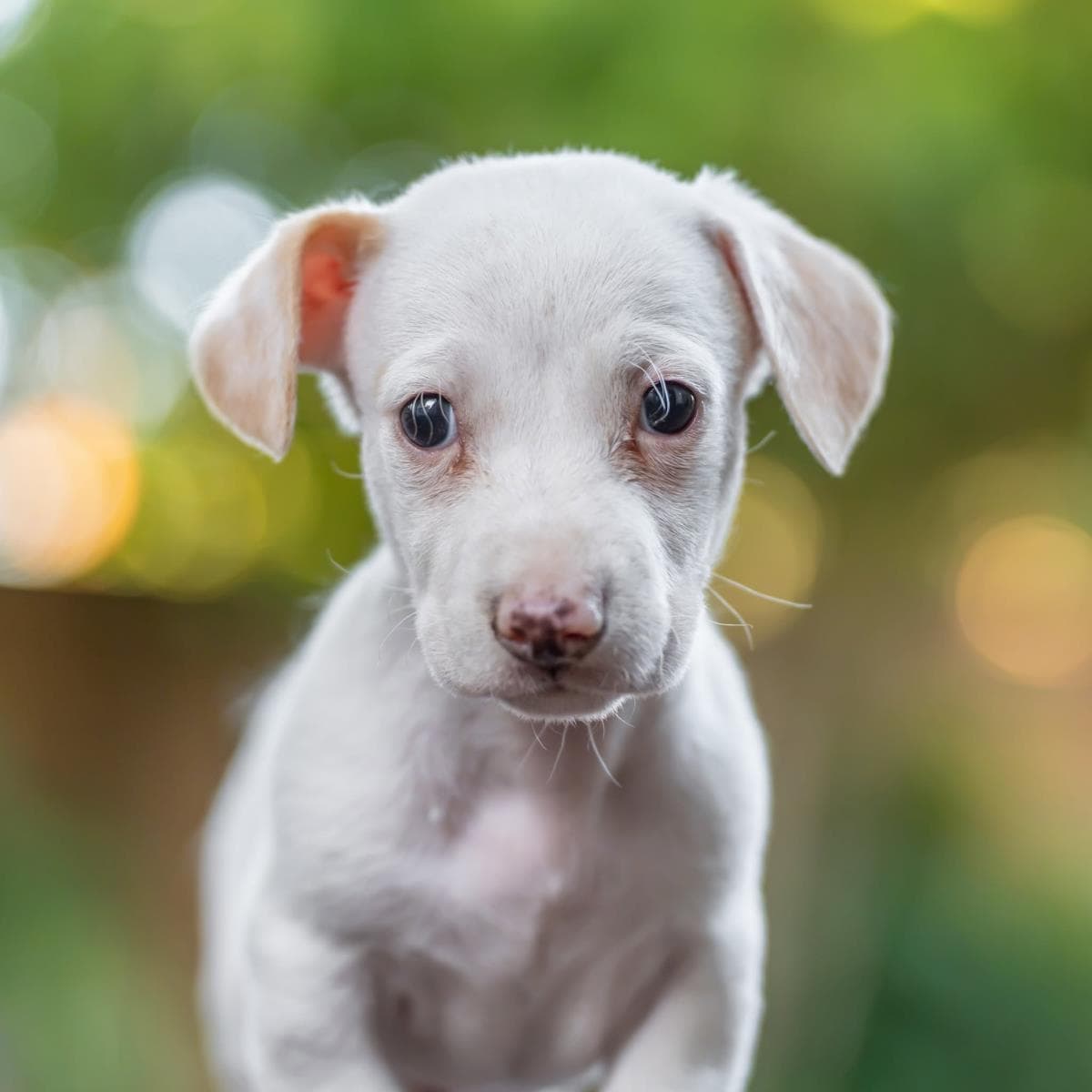 Noodle Pup - Bucatini - Wirehaired Fox Terrier